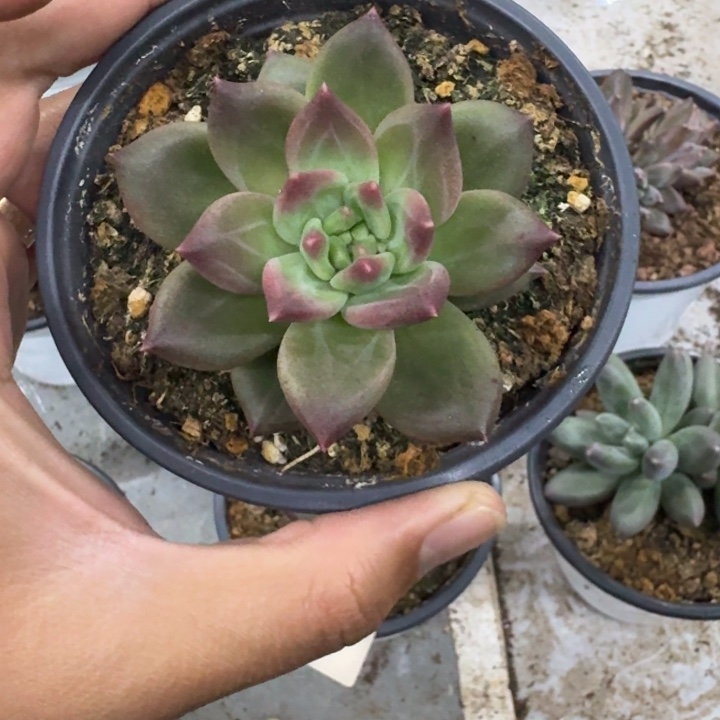 美人杂交 一物一拍