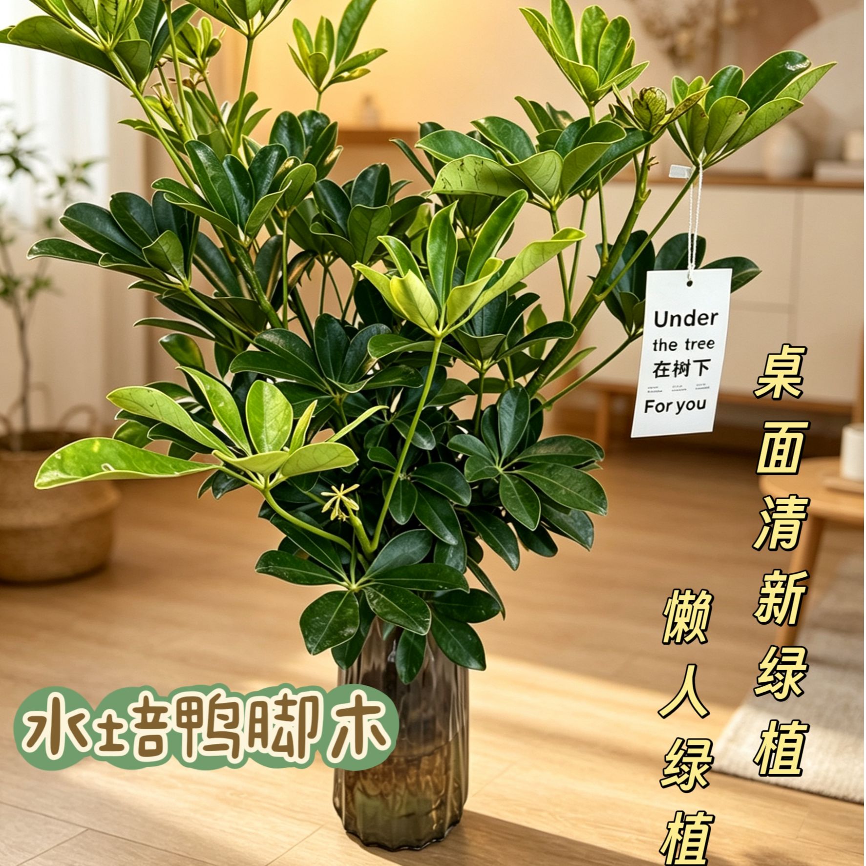 带水培瓶八方来财鸭脚木水培款 新手友好 办公室防辐射净化空气
