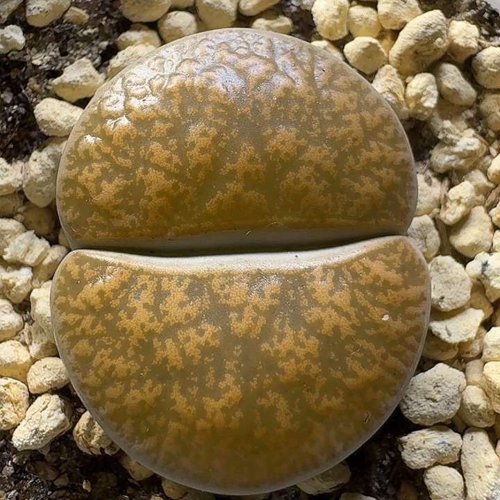 生石花111111。   387