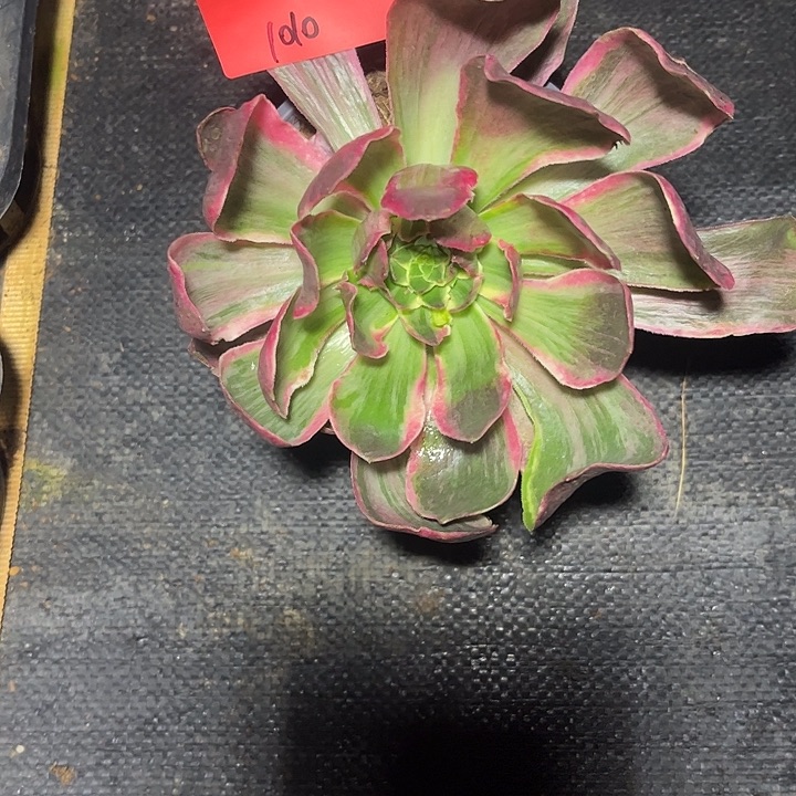 M***o恶魔之眼多肉植物1010