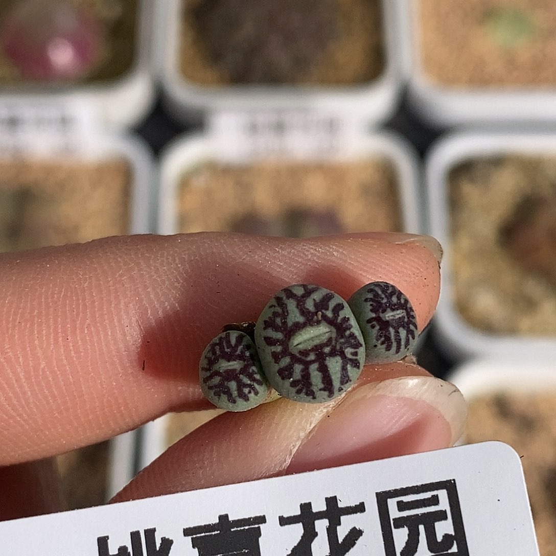 我****顺1230-110-超墨福利。    