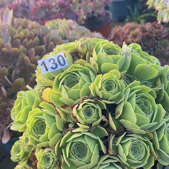杨***岸多肉植物一个绿玫瑰