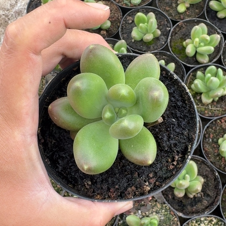 摩尔根 单头 一物一拍