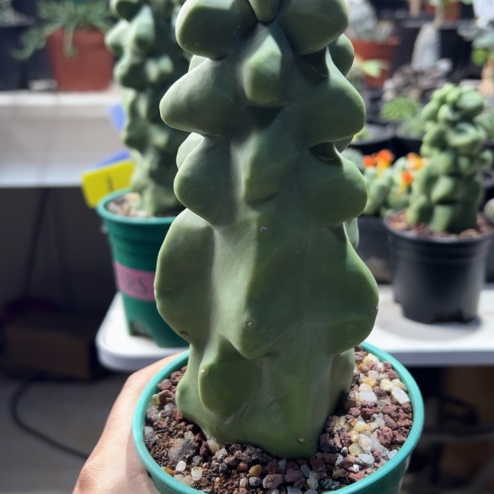 宅***女上帝阁带盆1111111