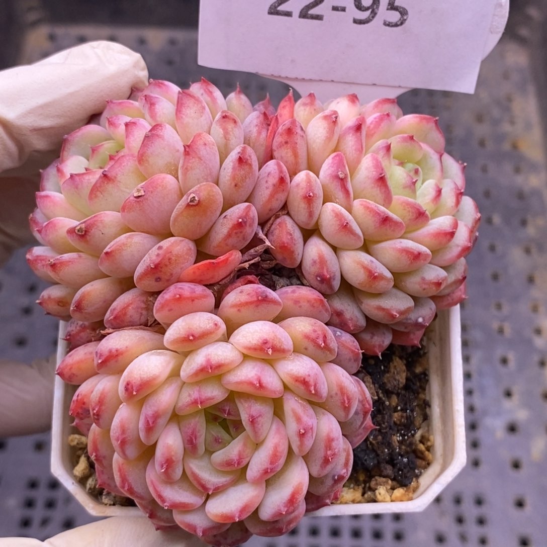 【闪购商品】22-95白胖子