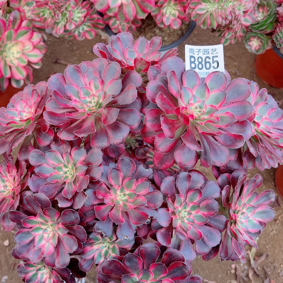 香奈儿多肉植物865号