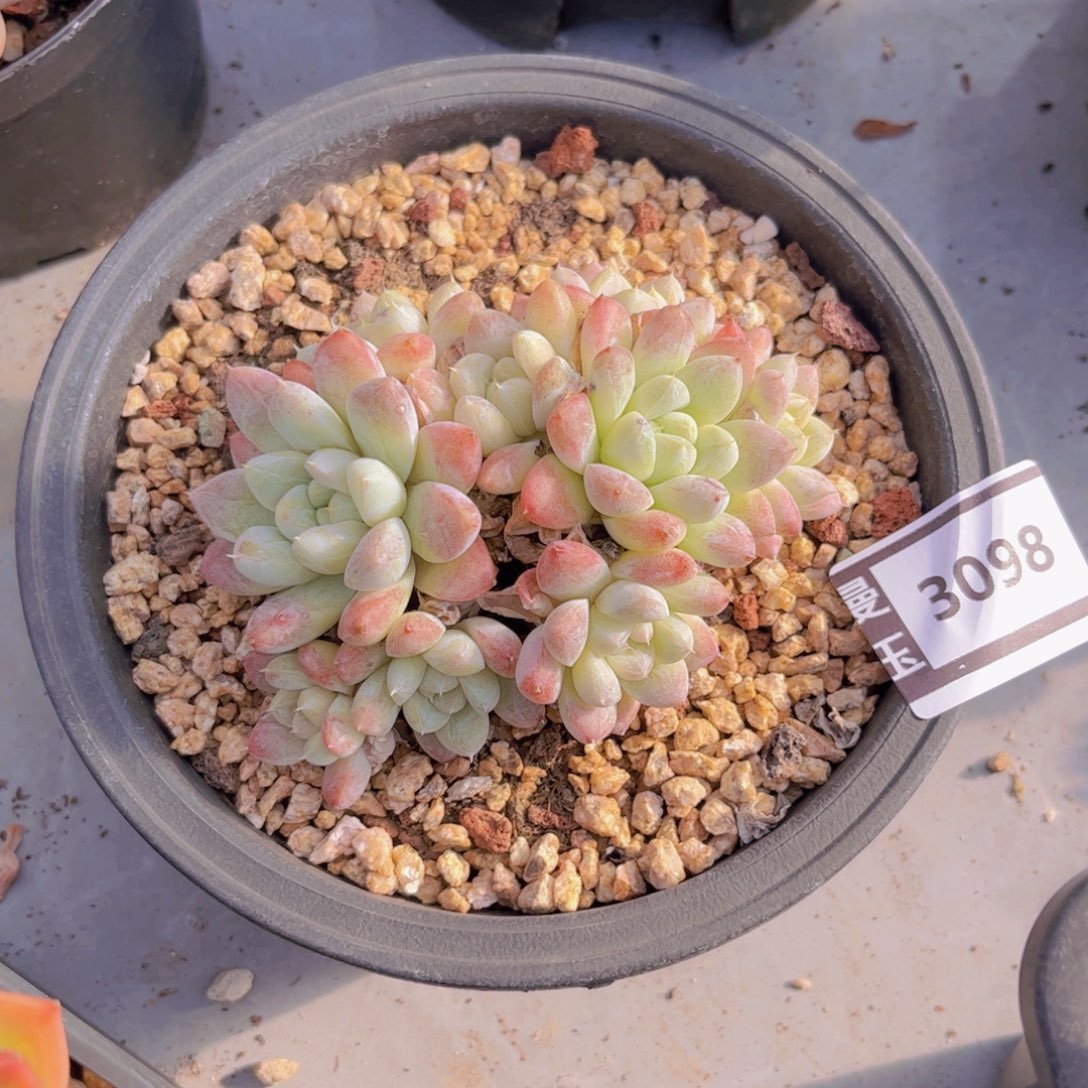 杂多肉植物哦3098