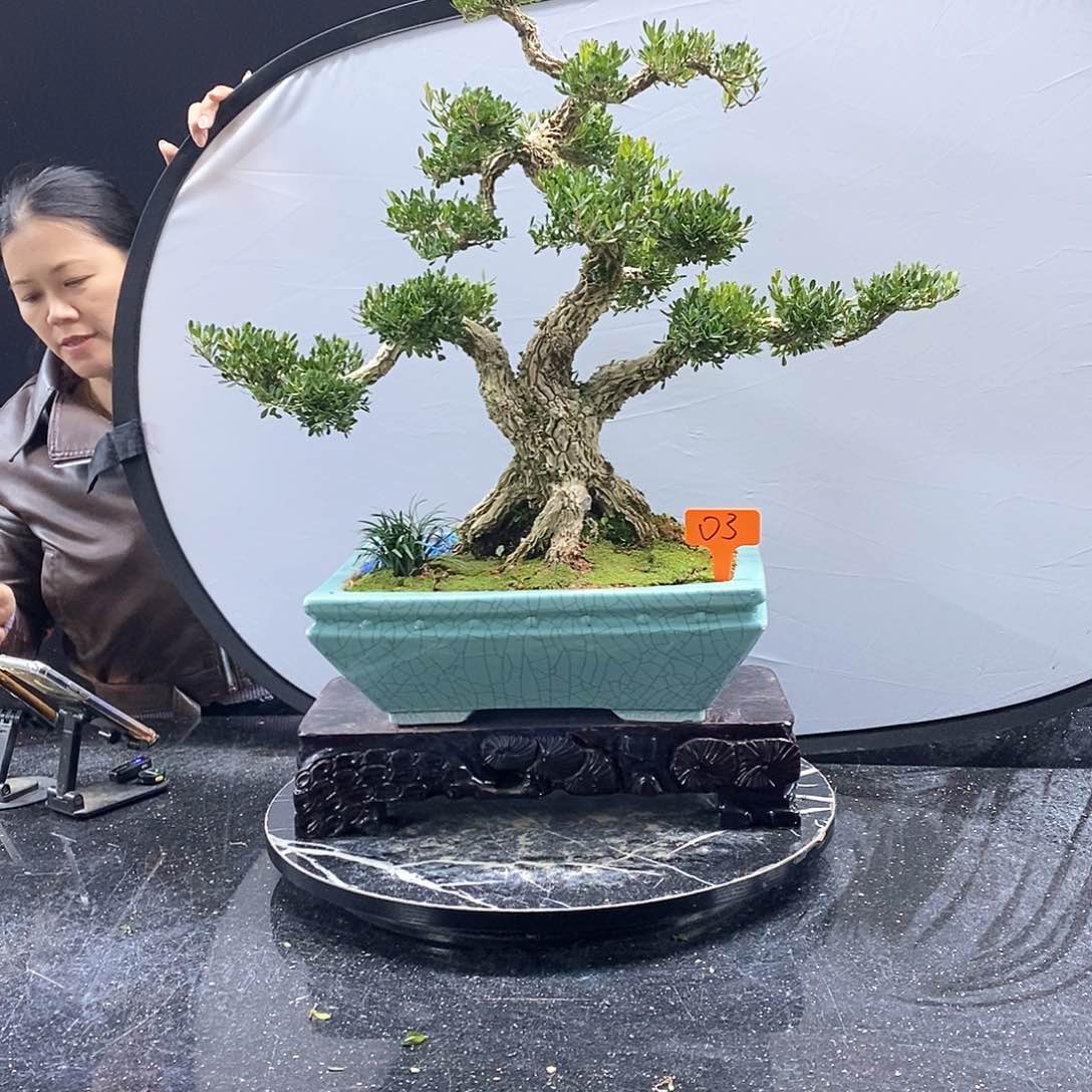 无花朵黄杨盆景艺术