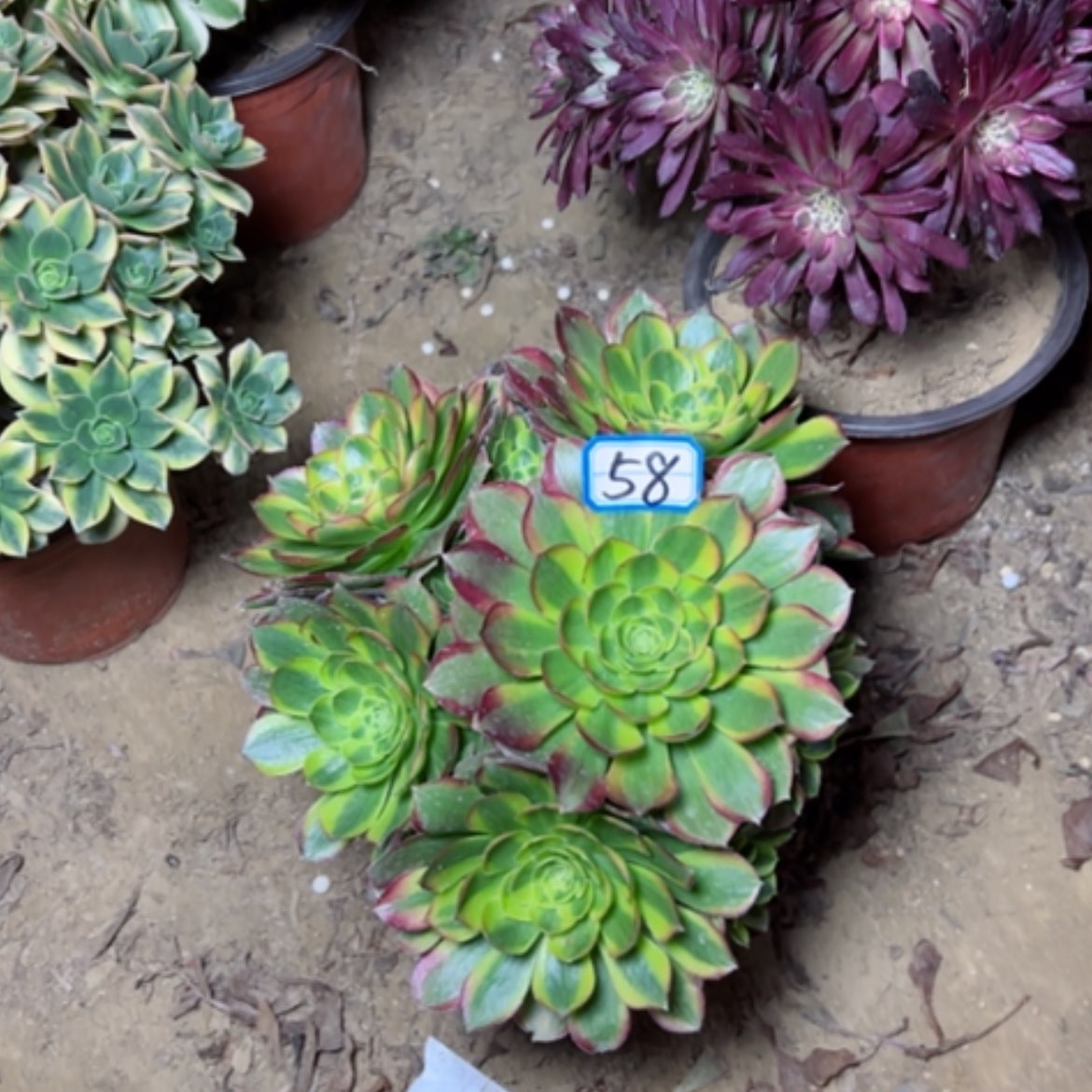 【闪购商品】快***名多肉植物奶白58