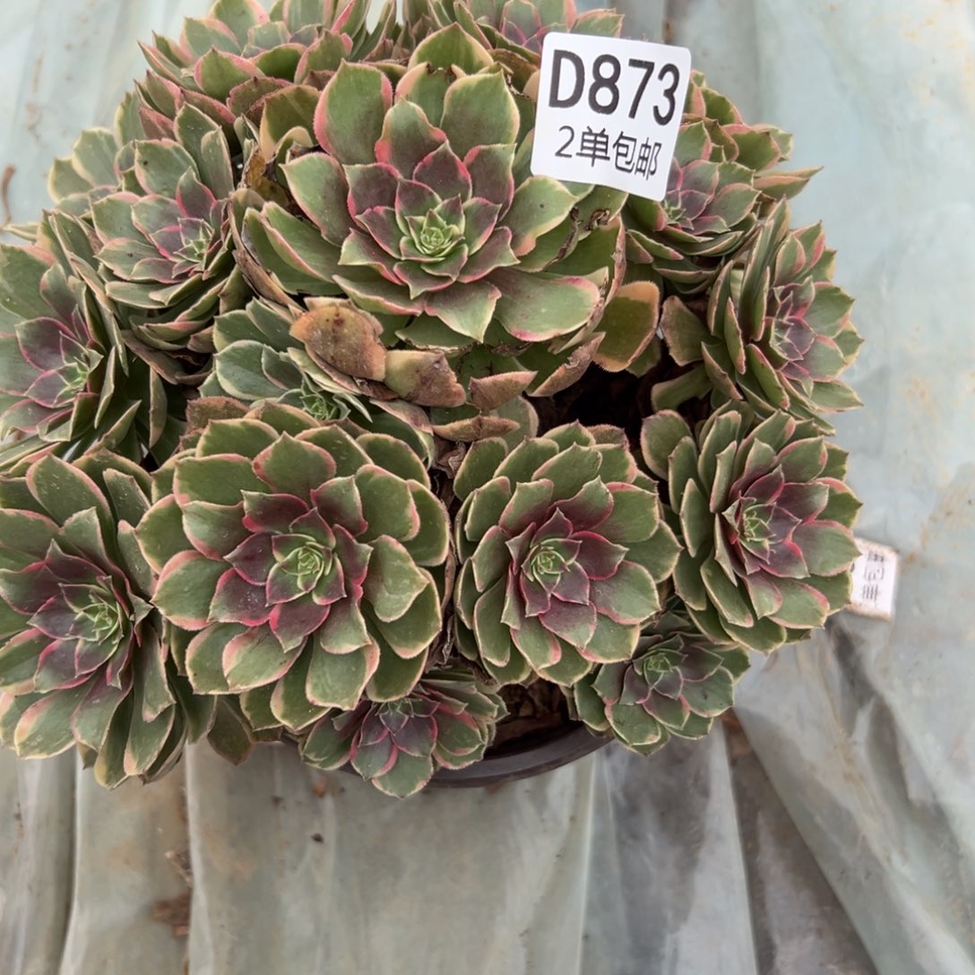 873多肉  粉花妖不包断头