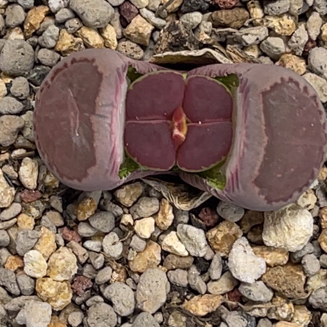 6238双头紫饼干1母本 