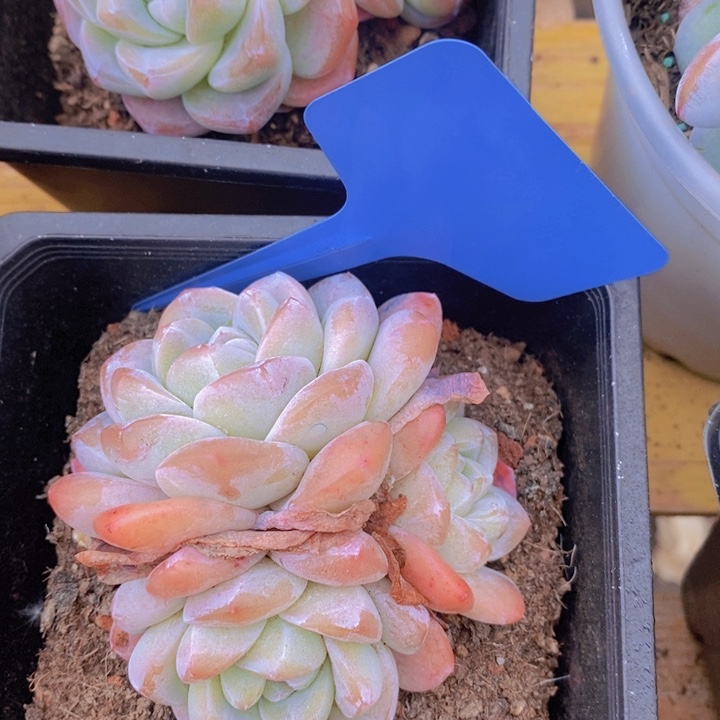 多肉植物，开心多肉，粉丝福利场