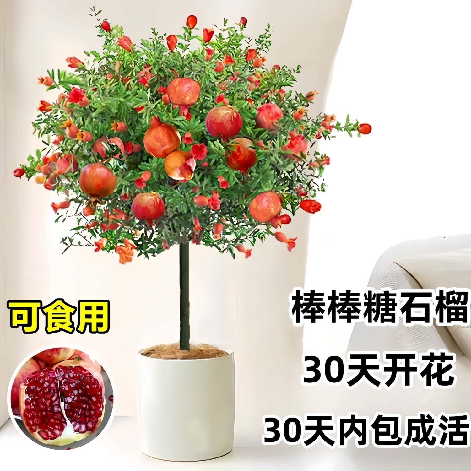 石榴花盆景观赏石榴花卉果树阳台植物开花红花四季绿植盆栽超矮