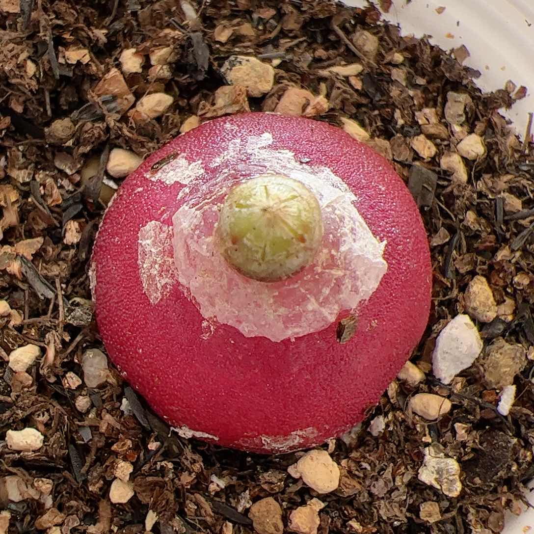 【闪购商品】307 灯泡