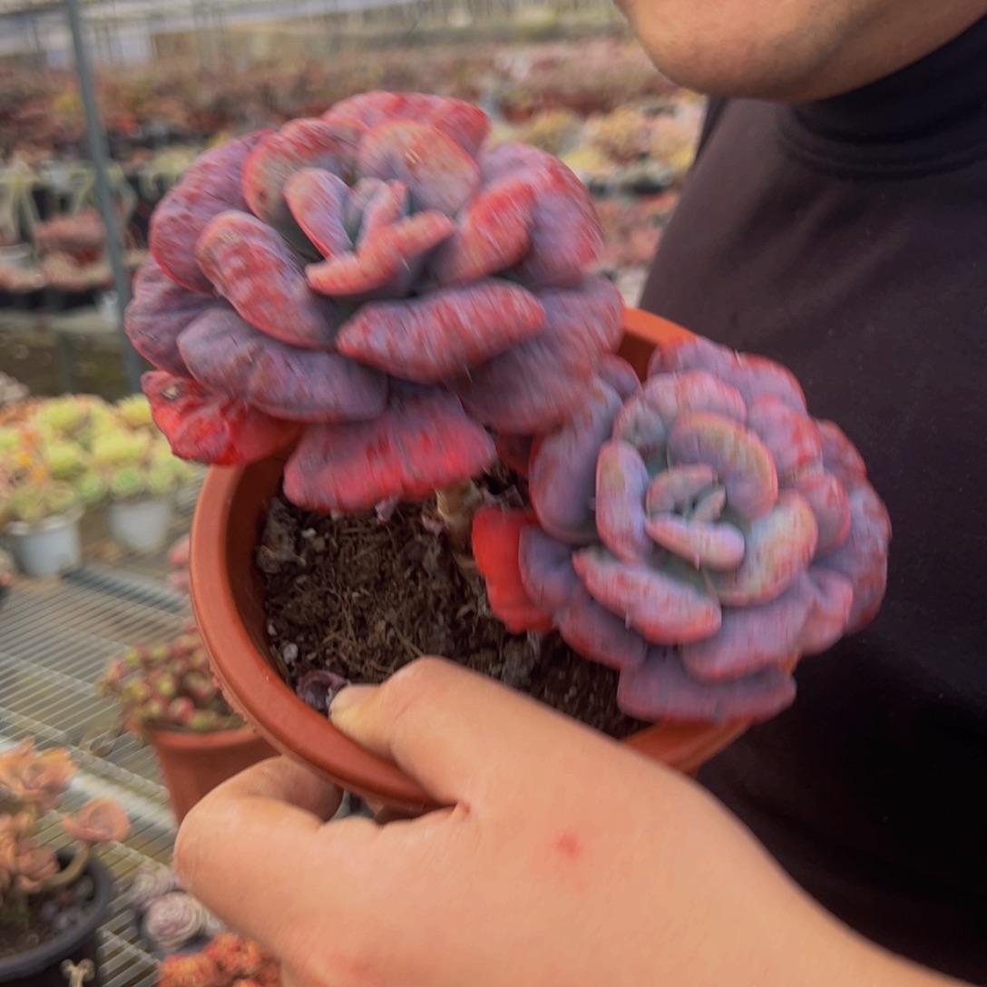 新之月双头多肉植物