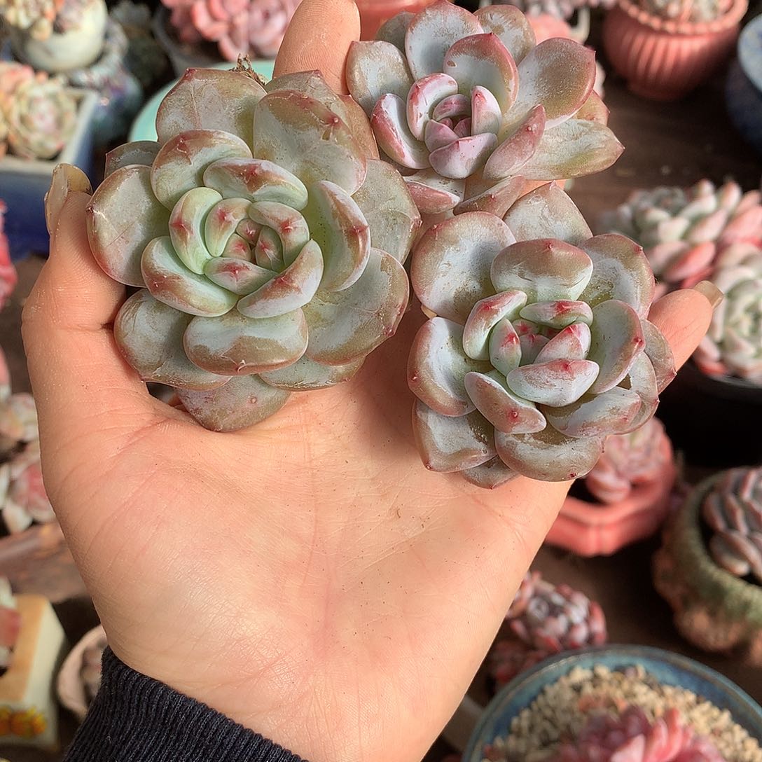 石榴籽冰玉哈哈哈哈哈哈哈哈