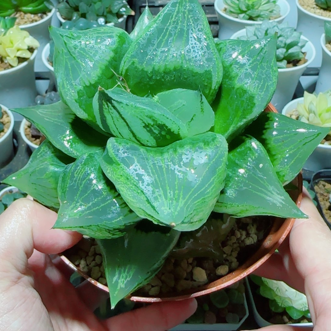 超大号绿胖子多肉