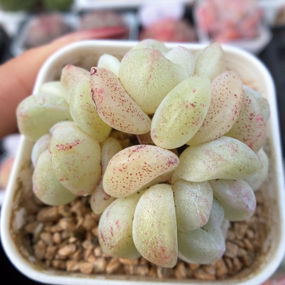 冰玉石化群生343号