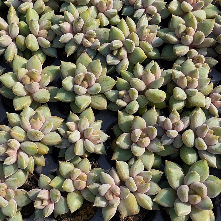 小红象牙1元带土发货