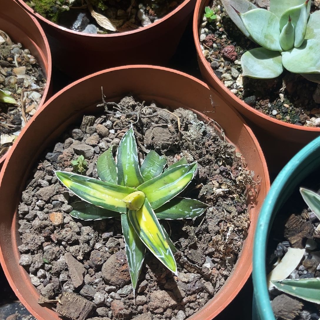 林***可屉之学汝中班龙舌兰