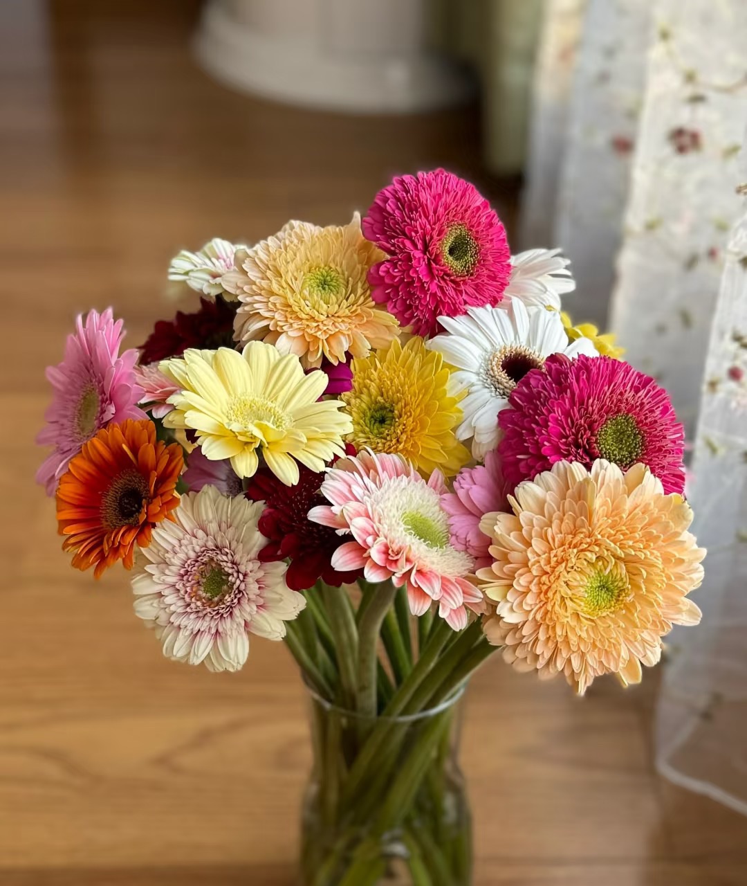 【源头一手价】混色非洲菊10支 又名太阳花灵动可可爱爱 鲜花