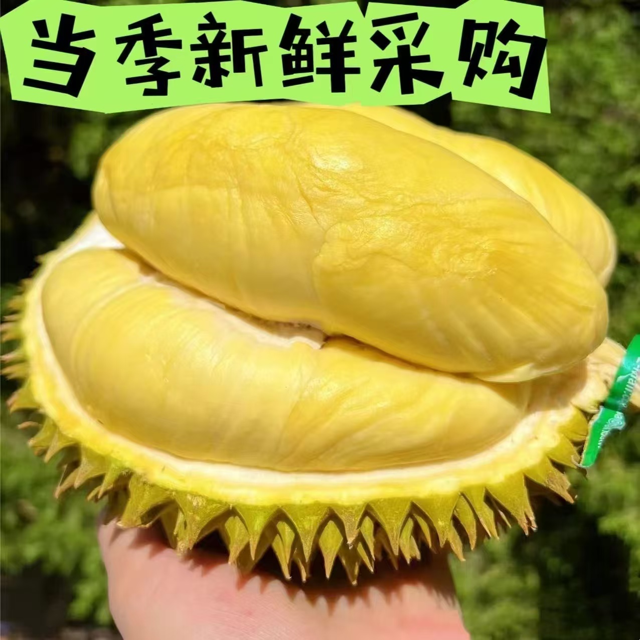 【特价福利】榴莲核小，鲜榴莲现开2-9斤金枕干尧泰国越南