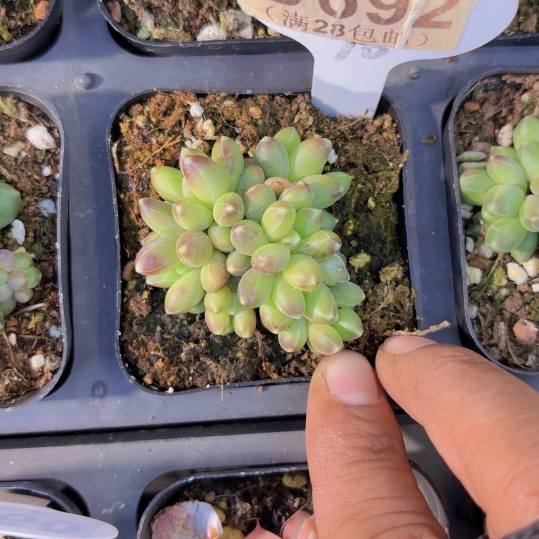 B692重楼一物一拍