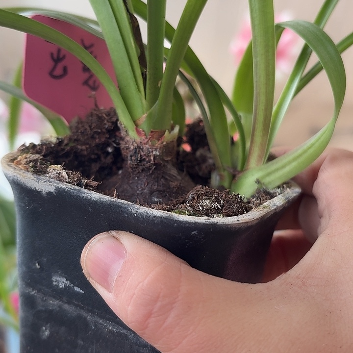 无花朵长春玉慈朱顶红直径3.5加4侧