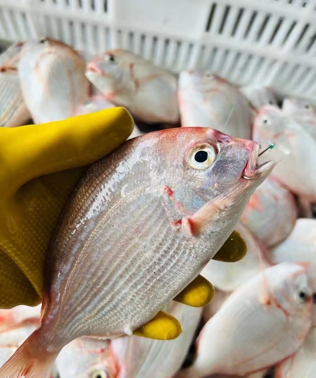 外罗二嫂推荐小红啦鱼