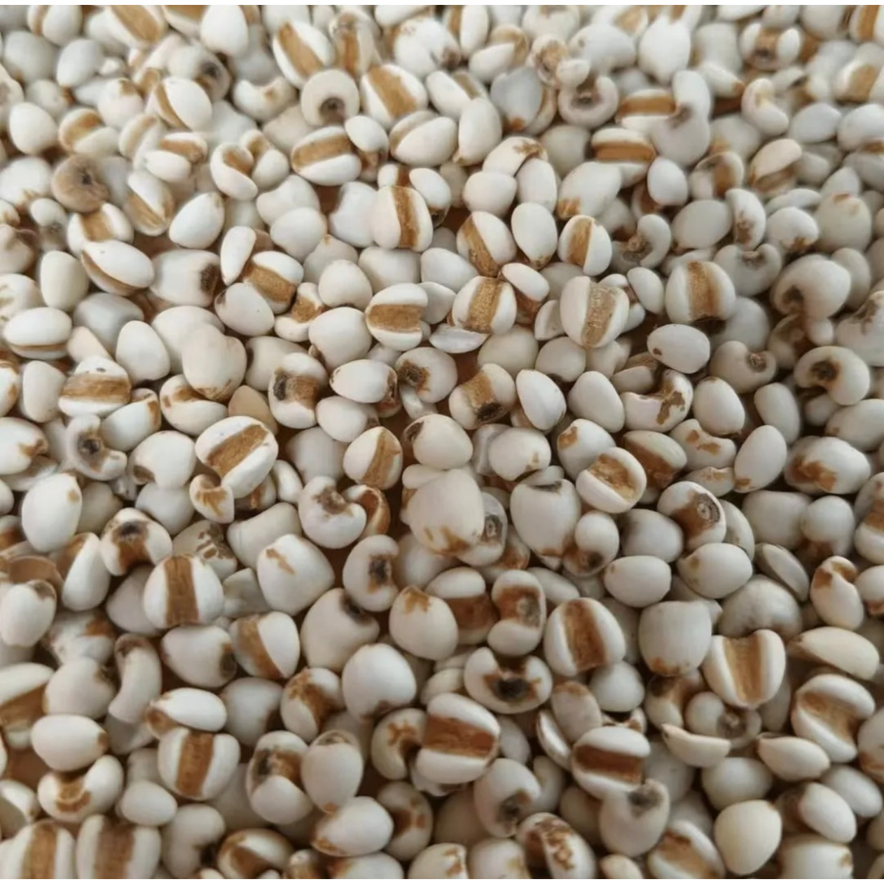 龙腾专属-薏仁米