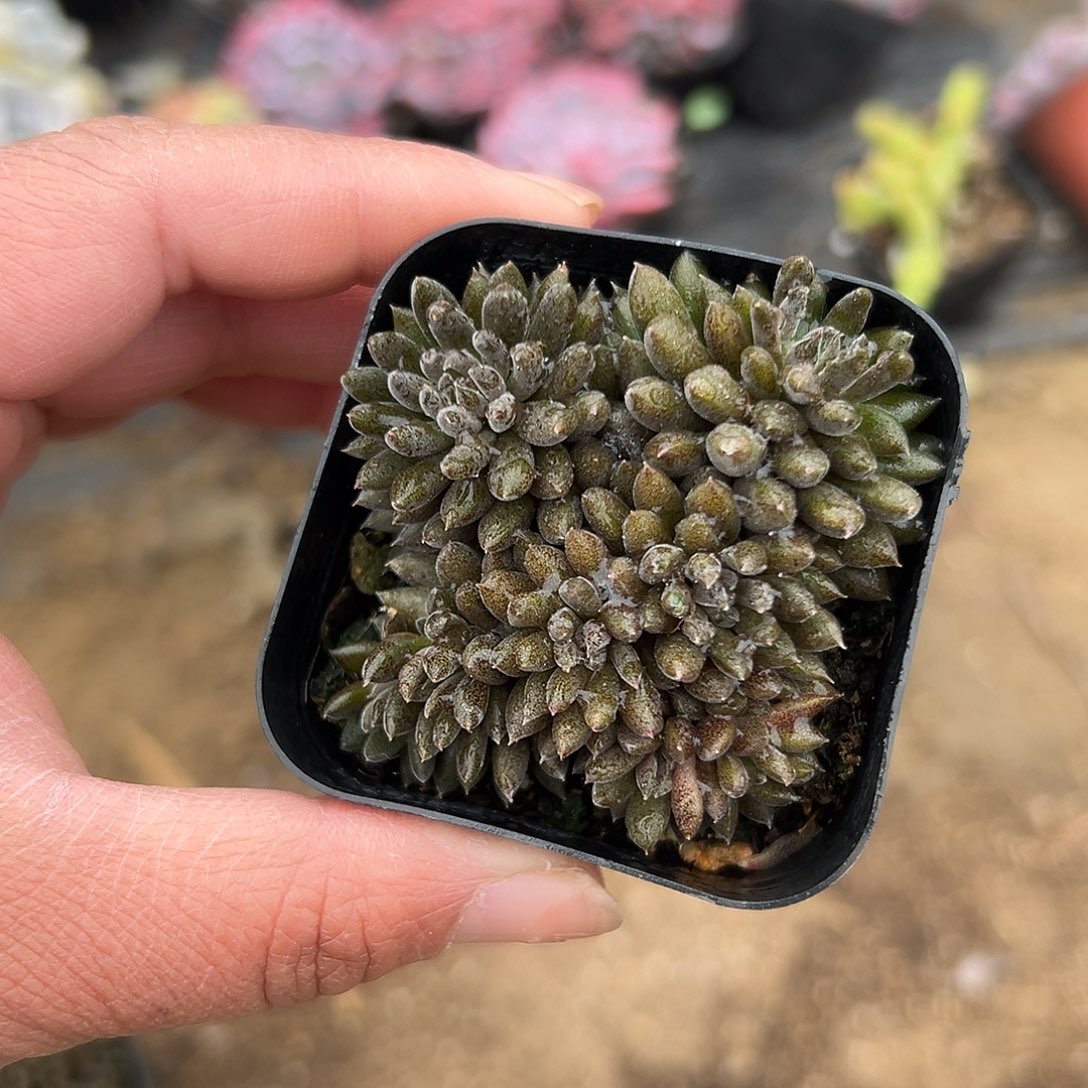 多肉植物多肉植物