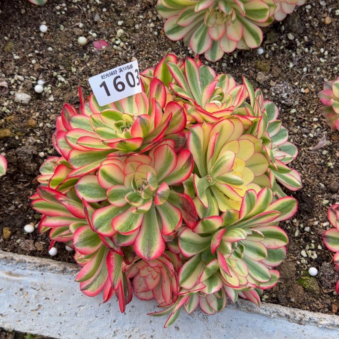 小*1603荔枝寄养到春多肉酱