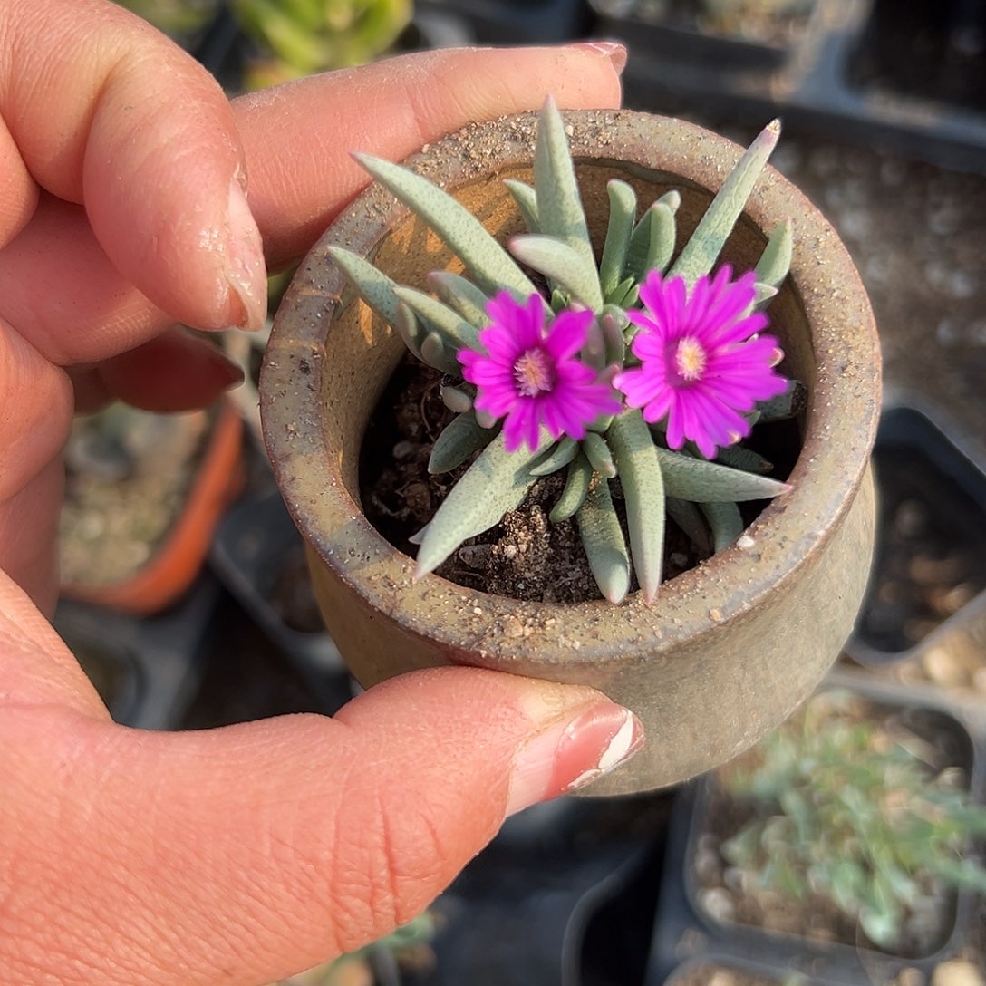 多肉植物短叶美杜莎