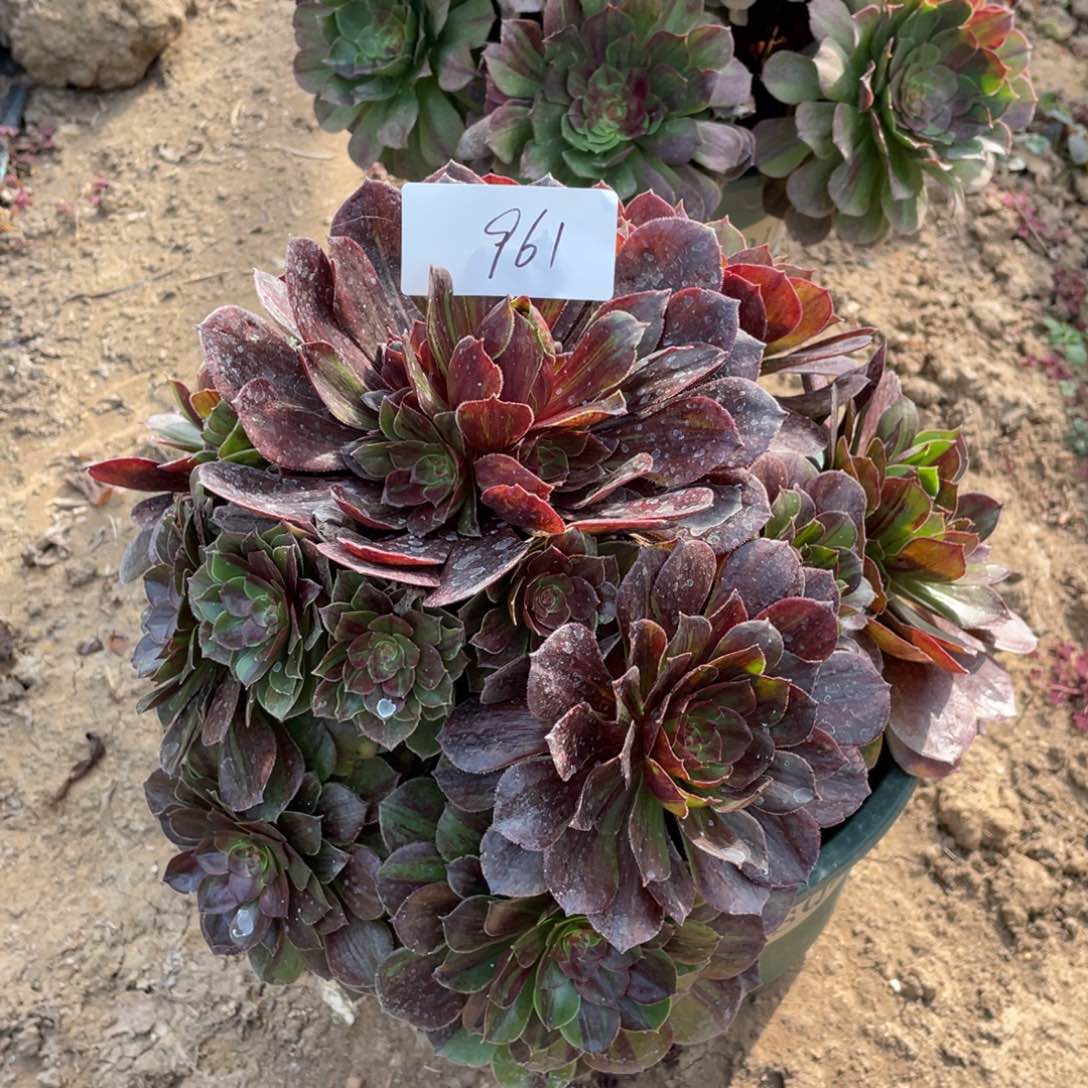 老五多肉961111111