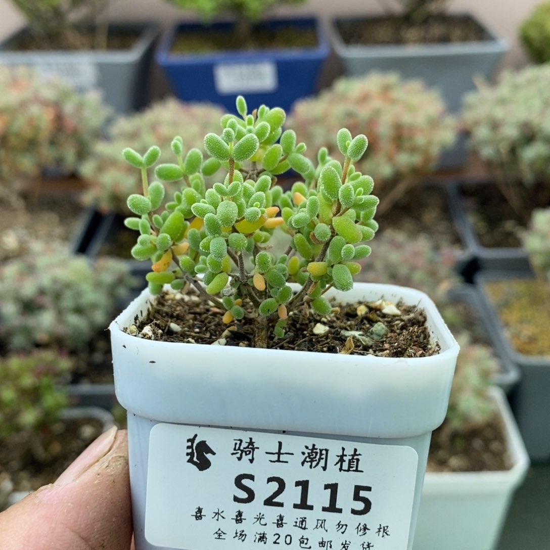 2115实生糖豆米枝干多肉