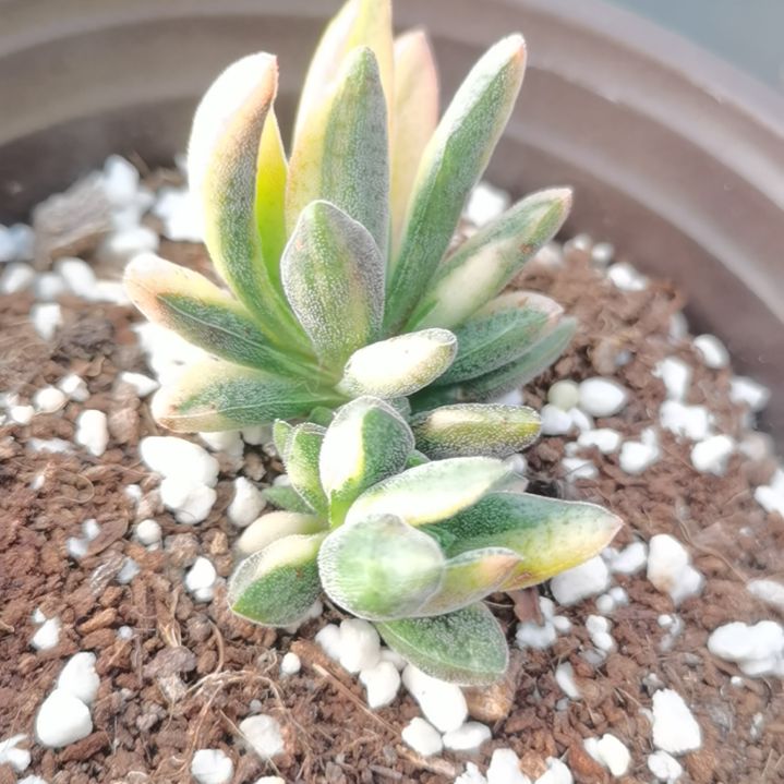 伍迪超白锦（青龙锁属）