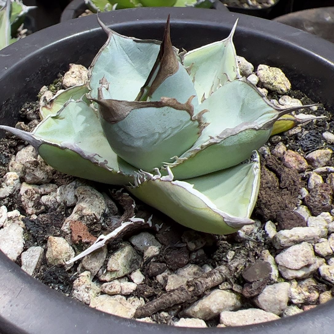 狂***子圆叶冰龙舌兰植物