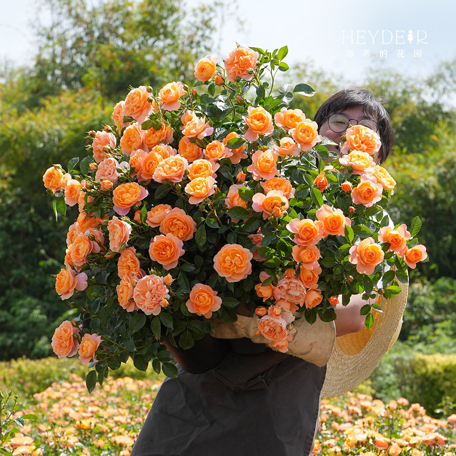 海蒂的花园月季玫瑰果汁阳台抗病勤开花阳台庭院植物好养护盆栽苗