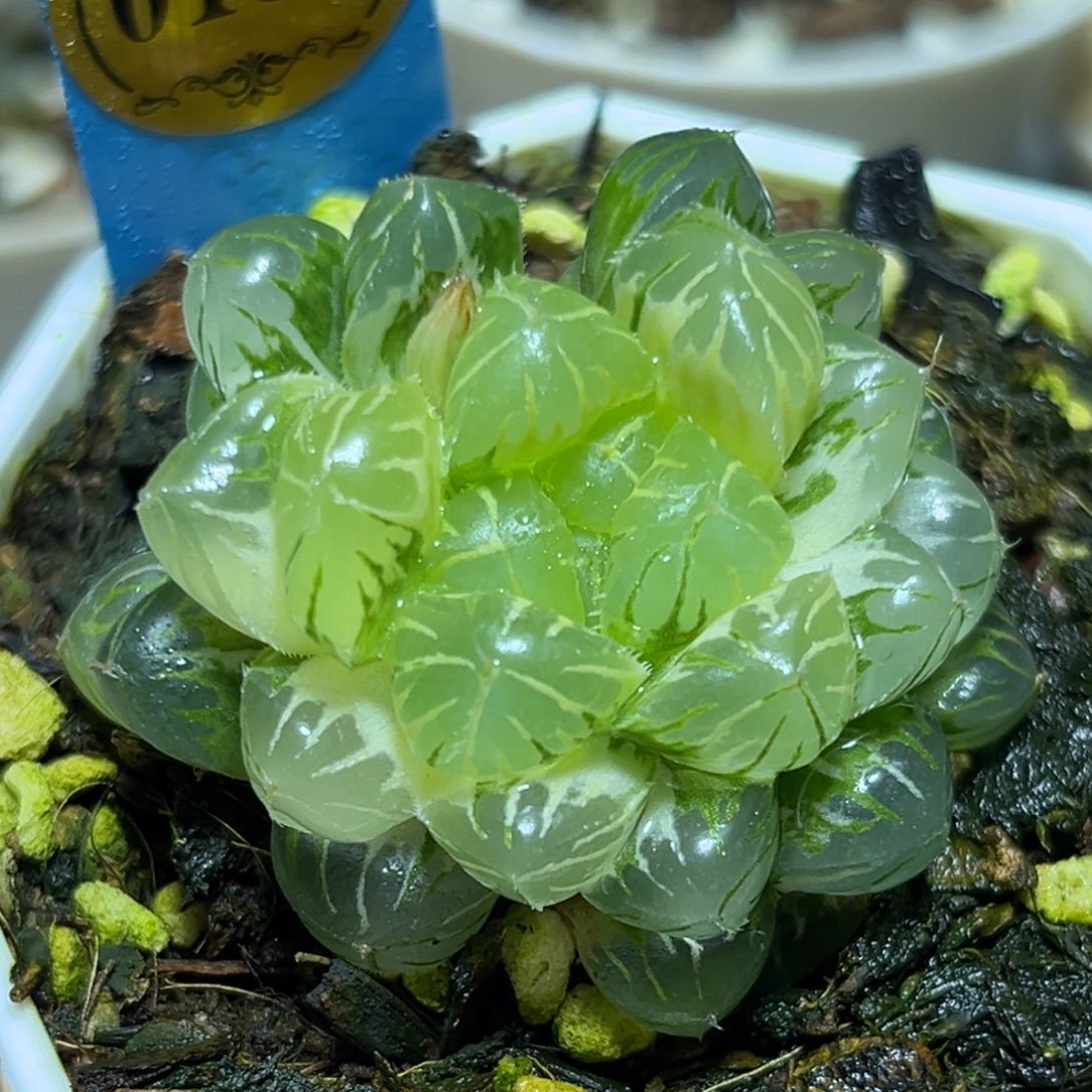 恭喜发财大吉大利0185