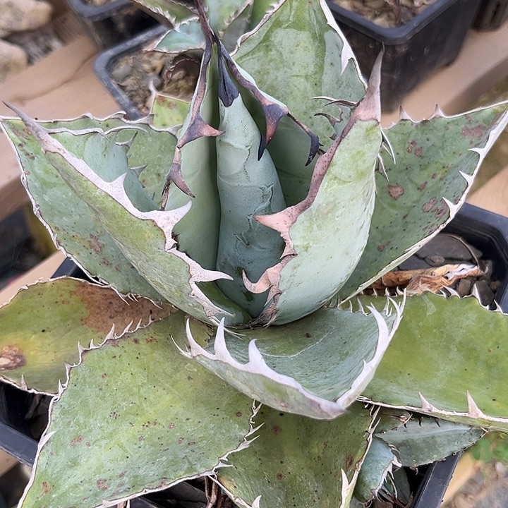 蓝肌仁王冠357899000