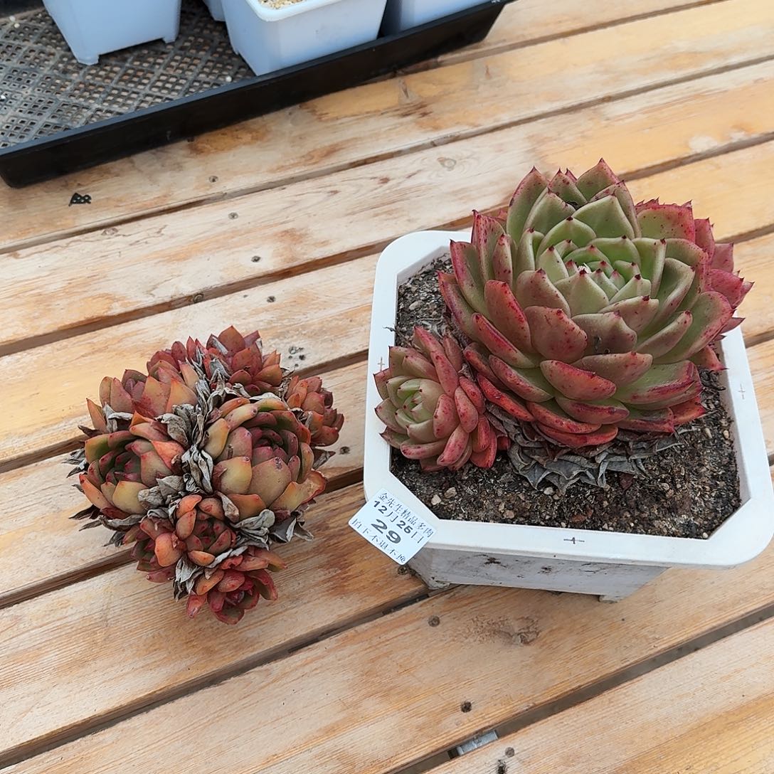 A***圆1225-29两个组合a