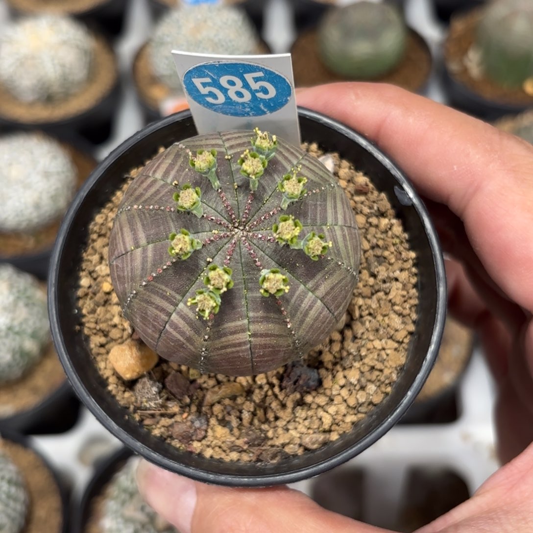 585实生欧版布纹球带盆带土