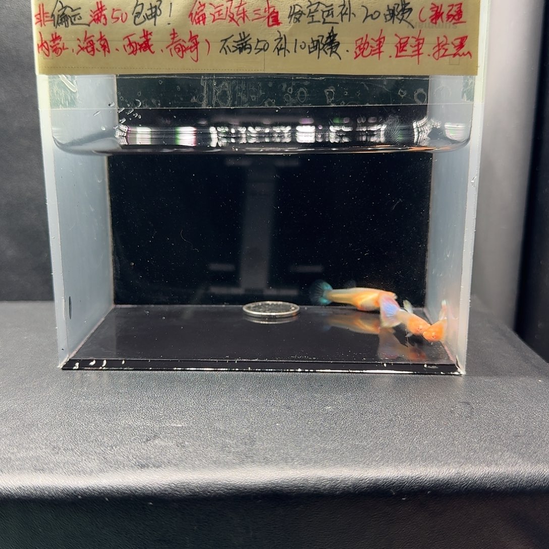 孔雀鱼天使彩虹2公1母压成