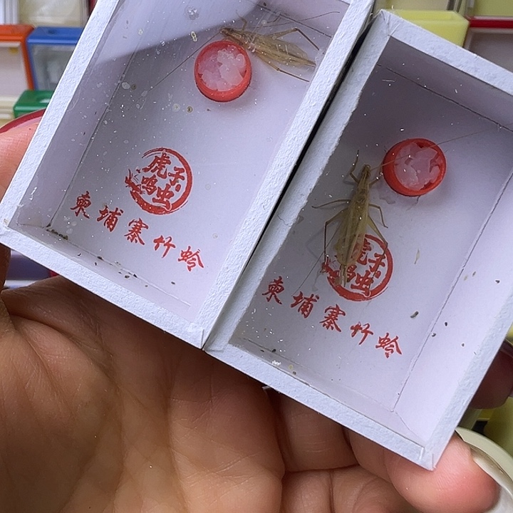 柬埔寨哈哈哈哈哈哈哈哈哈哈