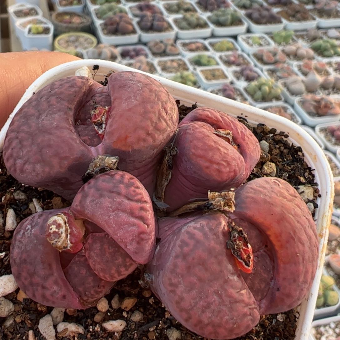 多肉植物百科698