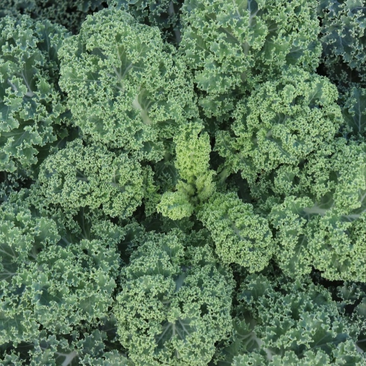 新鲜羽衣甘蓝嫩叶蔬菜当天采摘顺丰直发健康食材
