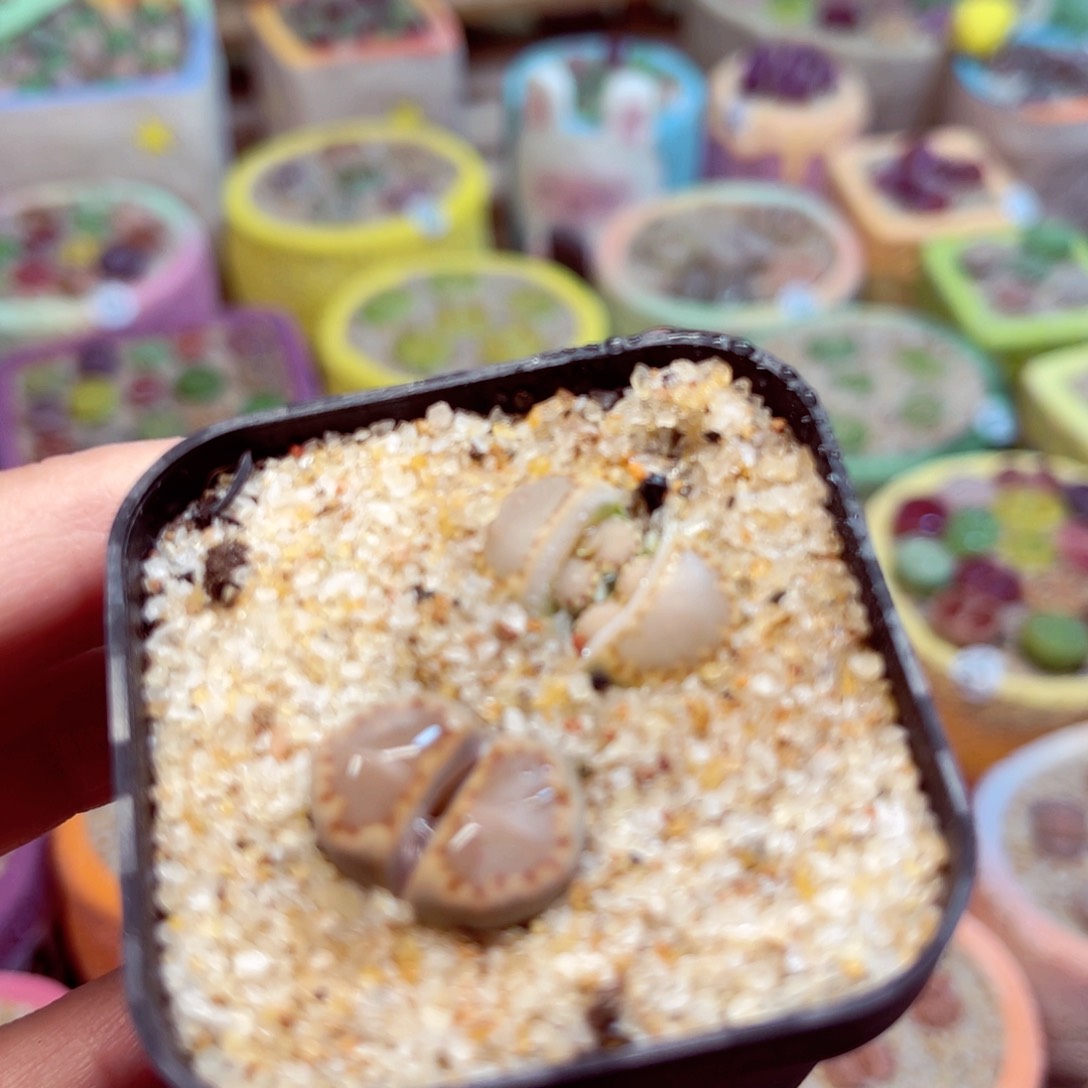 021。888888888888888888