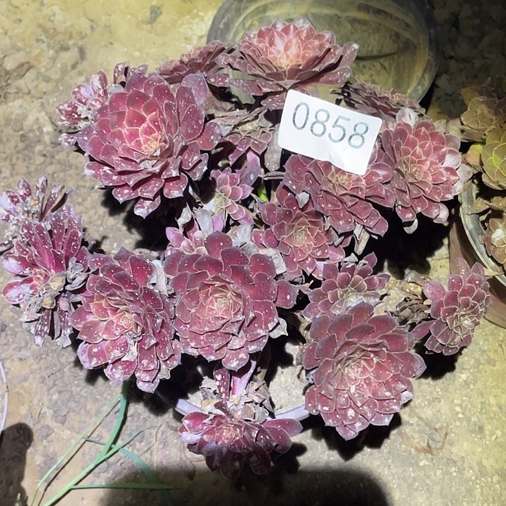 多肉植物法师858黑铜壶中班