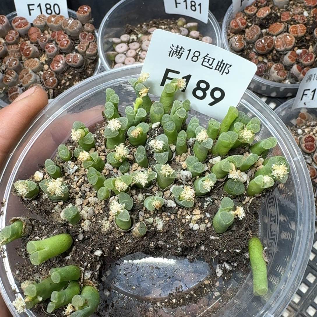 F189 佛肚风铃一盒。好看