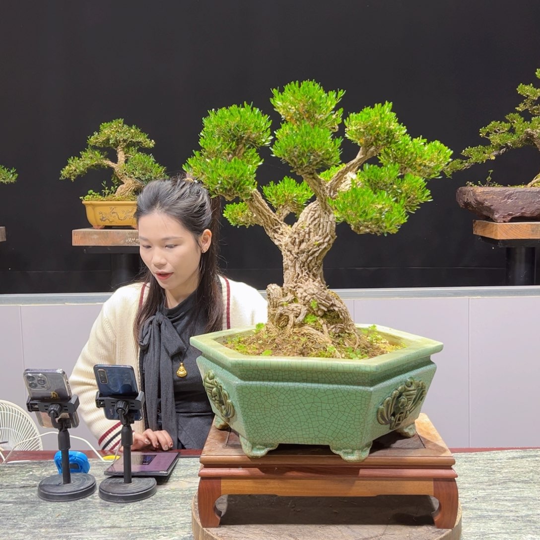 盆景盆景艺术等艺